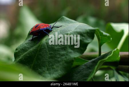 un insecte arlequin de coton (hibiscus arlequin) (un insecte arlequin de coton (Tectocoris diophthalmus) se trouve sur une feuille. Ce bogue est un insecte nuisible Banque D'Images