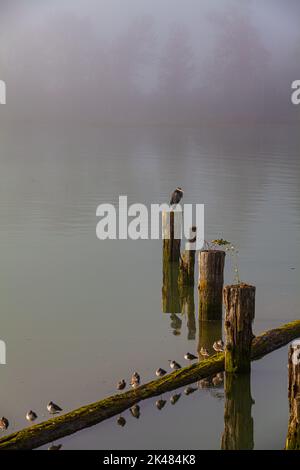 Great Blue Heron et Sandpipers reposant sur des pillages en bois le long du front de mer de Steveston, lors d'une matinée brumeuse en Colombie-Britannique, au Canada Banque D'Images