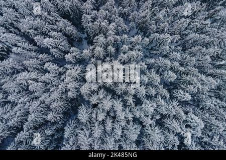 Tir de drone de pins couverts de neige. Forêt d'hiver enneigée, vue aérienne Banque D'Images