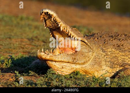 Portrait d'un gros crocodile du Nil (Crocodylus niloticus) avec mâchoires ouvertes, Parc national Kruger, Afrique du Sud Banque D'Images