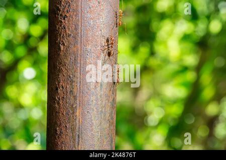 Les fourmis rouges marchant sur un poteau de fer sur un fond de nature. Banque D'Images