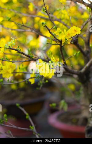 Gros plan de l'Ochna integerrima jaune au coucher du soleil au printemps lunaire nouvel an Banque D'Images