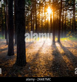 Le soleil du matin se brise à travers les arbres de la forêt de conifères. Banque D'Images