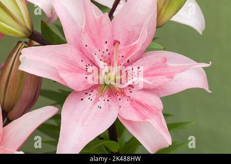 Lis asiatique 'Elodie', Lilium Banque D'Images