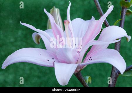 Lis asiatique 'Elodie', Lilium Banque D'Images