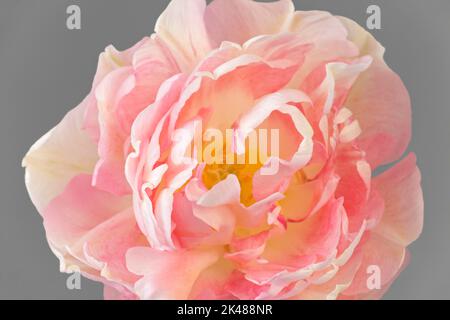 Tulipa 'Peach Blossom', Double Early Tulip Banque D'Images