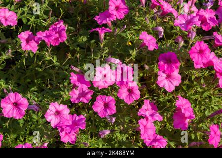 Fond plein cadre de texture de fleurs pétunia roses dans un jardin de papillons lumineux et ensoleillé Banque D'Images