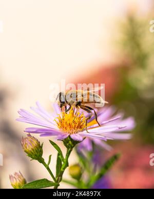 La mouche de drone mâle 'Eristalis tenax' recueille le pollen d'une fleur jaune et rose, Aster frikartii 'Monch' à fond mou. Banque D'Images
