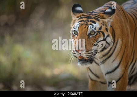 Portrait du tigress dominant avec un arrière-plan flou au parc national de Kanha, Madhya Pradesh montrant les détails de la tête et du visage Banque D'Images