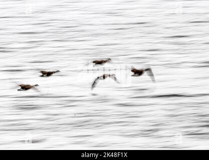 Rutland Water Oakham JAugust 2022 : les oiseaux des marais en vol lent avec élégance . Clifford Norton Alay Banque D'Images