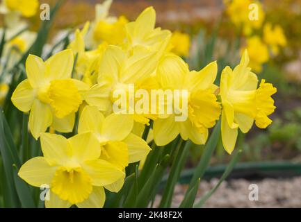 Les fleurs jaunes jonquilles dans un lit de fleurs. Fleur de printemps Narcisse. Magnifique Bush dans le jardin. Arrière-plan de la nature. Bulbe à fleurs printanières de plantes de Daffodil Banque D'Images