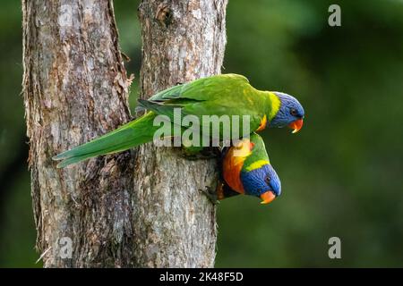 Deux cornets arc-en-ciel perroquets accrochés à un tronc d'arbre (Trichoglossus moluccanus) Banque D'Images