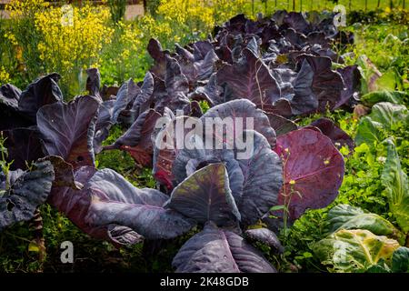 Jardin potager avec kalaat le château royal des reines danoises à Graasten, Danemark Banque D'Images