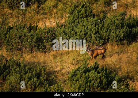 Les cerfs rouges hurlant parmi les pins nains en période de rutting dans les montagnes. Banque D'Images