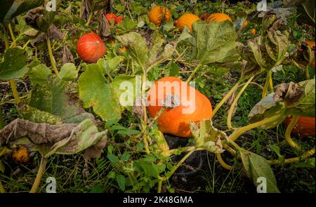 Citrouilles de potager au château royal danois de queens à Graasten, Danemark Banque D'Images