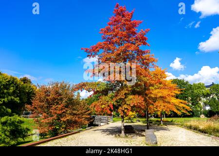 Couleurs colorées de l'automne dans un parc Banque D'Images