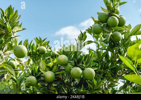 Oranges non mûres sur une branche d'orangers par beau temps Banque D'Images