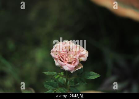 Gros plan de rose florissant sur un jardin Banque D'Images