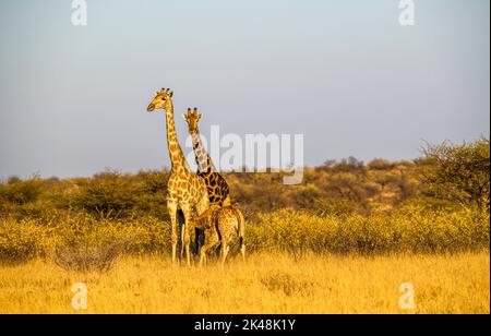 Girafes dans la lumière chaude du soir, Central Kalahari Game Reserve, Botswana Banque D'Images