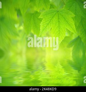 Feuille de printemps d'érable. Magnifique arrière-plan bokeh et reflet de l'eau. Composition de la nature. Banque D'Images