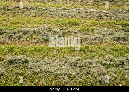 Gros plan de l'herbe fraîchement coupée dans un champ en rangées Banque D'Images