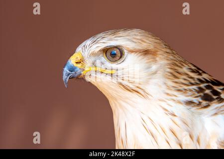 Une tête de bouée à long pattes (Buteo Rufinus) très gros plan. Banque D'Images