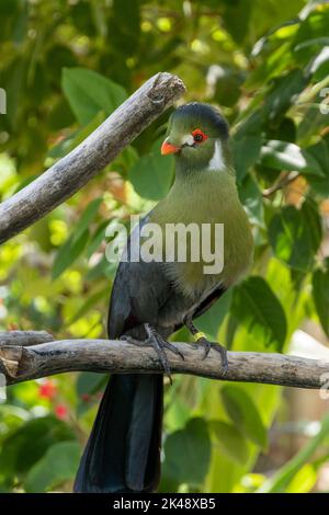 Un turaco à chetée blanche (Menelikornis leucotis) perché dans un arbre de la forêt tropicale. Banque D'Images
