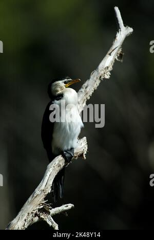 Komoran ou Cormorant noir perché sur une branche d'arbre morte (Phalacrocorax carbo), Australie-Occidentale Banque D'Images