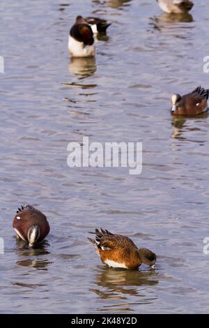 Canards Banque D'Images