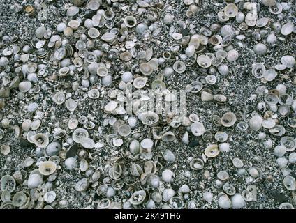 Détail d'une cuisine reconstruite midden de coquillages de limpet dans la zone du village de l'âge de bronze de la colonie de Jarlshof, Shetland; Écosse; Royaume-Uni. Banque D'Images