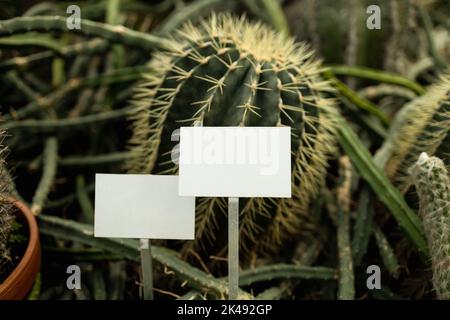 Modèle de maquette vide étiquette de tableau noir sur le terrain de ferme. Copiez la bannière d'espace pour votre texte. Vider l'étiquette végétale dans le pot à herbes. Plante naturelle écologique fraîche en pleine croissance Banque D'Images