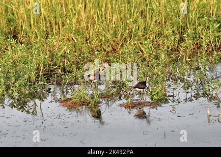 220 jacanas à crête en peigne, adultes et jeunes, marchant dans le Billabong de Yellow Water. Kakadu-Australie. Banque D'Images