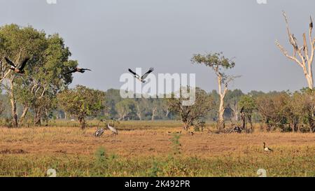 224 paire d'oiseaux de brolga avec un groupe d'oies magpie-Billabong d'eau jaune. Kakadu-Australie. Banque D'Images