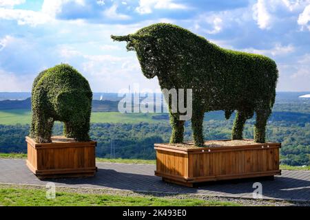 DEU, Deutschland, Nordrhein-Westfalen, Ruhrgebiet, Recklinghausen-Hochlarmark, 29.09.2022: Auf der Halde Hoheward im Emscher-Landschaftspark à Reckli Banque D'Images