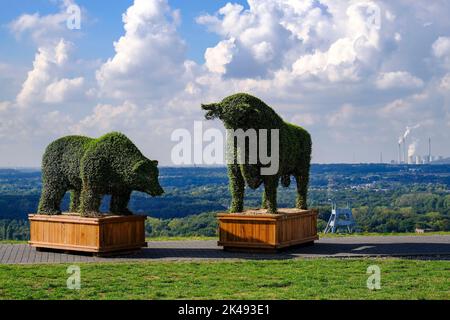 DEU, Deutschland, Nordrhein-Westfalen, Ruhrgebiet, Recklinghausen-Hochlarmark, 29.09.2022: Auf der Halde Hoheward im Emscher-Landschaftspark à Reckli Banque D'Images