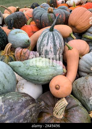 Citrouilles prêtes pour Halloween Décoration, Maryland, États-Unis. Banque D'Images