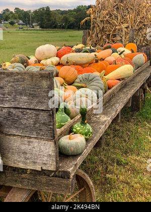 Citrouilles prêtes pour Halloween Décoration, Maryland, États-Unis. Banque D'Images