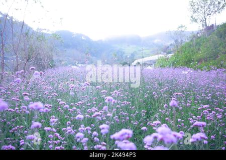 Le champ de Verbena bonariensis aussi connu sous le nom de pumpetop en vain dans l'après-midi à Da Lat, Lam Dong, Viet Nam Banque D'Images