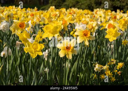 Narcisse daffodil fleurs fleuries au printemps, plante vivace à fleurs de la famille des Amaryllidaceae. Banque D'Images