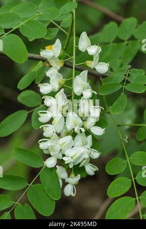 Locust noir Robinia pseudoacacia ou fausse fleurs blanches acacia dans le sang de l'arbre décidus de la famille des pois Fabaceae. Banque D'Images