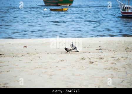 Deux pigeons debout sur le sable d'une plage avec la mer hors foyer en arrière-plan. Belle journée. Salvador, Bahia, Brésil. Banque D'Images