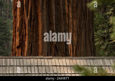 Grand Sequoia Trunks Tour au-dessus de Roofline de la cabine dans Mariposa Grove Banque D'Images