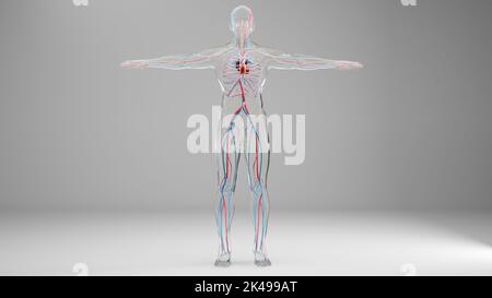 Système circulatoire artériel et veineux humain, animation médicalement précise du coeur avec les venins et les artères, les vaisseaux sanguins, 3D rendu Banque D'Images