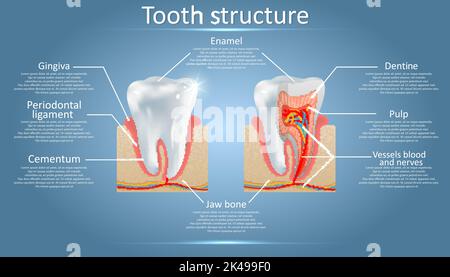 Schéma vectoriel de la structure des dents humaines.Schéma de coupe transversale représentant les couches de dents émail, dentine, pulpe avec les vaisseaux sanguins et les nerfs, cétum et Illustration de Vecteur