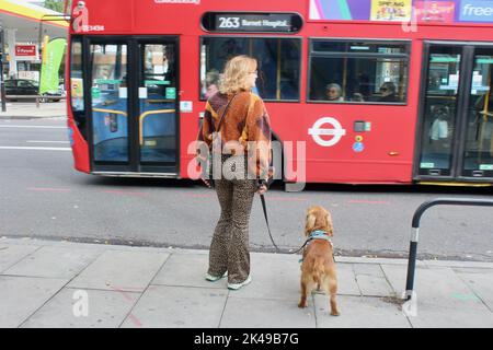 femme dans les tons de brun attendant de traverser la route holloway avec son chien brun à londres au royaume-uni comme un bus passe Banque D'Images