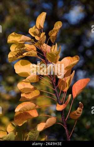 Cotinus coggyria ‘Golden Spirit’ Banque D'Images