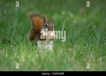 Petit écureuil rouge Tamiasciurus hudsonicus mangeant des glands dans une cour arrière en automne Banque D'Images