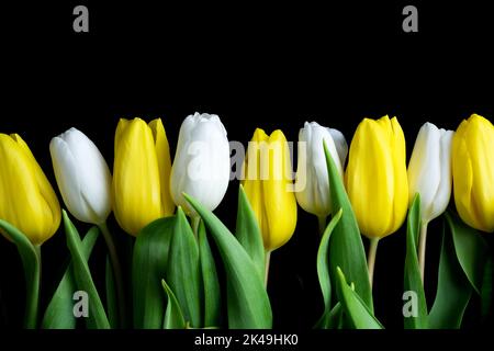 Fleurs de tulipe blanches et jaunes dans une rangée isolée sur fond noir. Pâques et printemps Banque D'Images