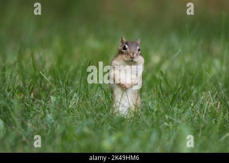 Chipmunk de l'est debout à la recherche de nourriture en automne dans l'herbe Banque D'Images