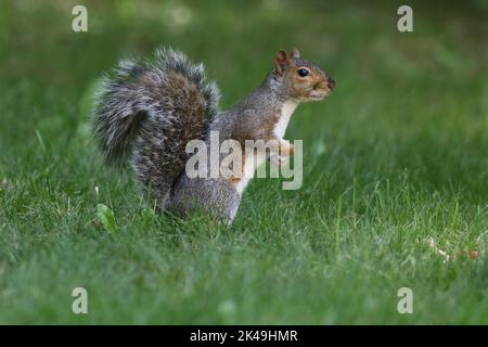 Un écureuil gris de l'est Sciurus carolinensis à la recherche de nourriture dans l'herbe dans une cour à l'automne Banque D'Images